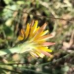 Hypochaeris radicata 花
