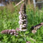 Mentha spicata Habit