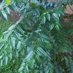 Trema micrantha Leaf