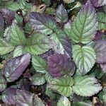 Strobilanthes alternata List