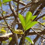 Piscidia carthagenensis Blad