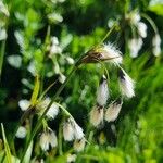 Eriophorum latifolium 花