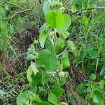 Ipomoea spathulata برگ