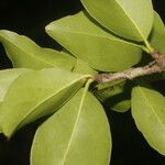 Ximenia americana Hoja