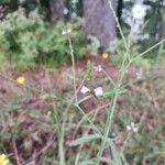 Verbena officinalisFlower