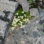 Saxifraga muscoides Fula