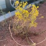 Gutierrezia microcephala Habit