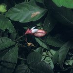 Paullinia pinnata Fruit