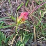 Monsonia longipes Flower