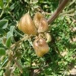 Astragalus mollissimus Frutto