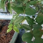 Syzygium paniculatum Листок