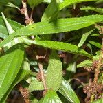 Phenax mexicanus Leaf