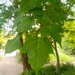 Acer davidii Feuille