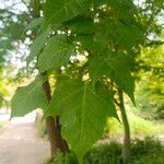 Acer davidii Ліст