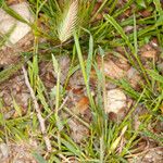 Hordeum marinum फल