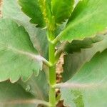 Sedum telephium Leaf