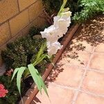 Gladiolus communis عادت داشتن