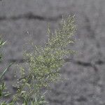Agrostis gigantea ফুল