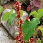 Oxyria digyna ফুল
