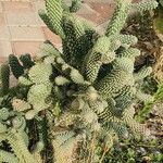 Cylindropuntia fulgida Hábito