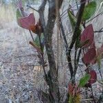 Acokanthera schimperi Rinde
