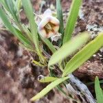 Trichodesma marsabiticum Λουλούδι