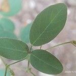 Desmodium tortuosum পাতা