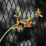 Cymbidium finlaysonianum Flor