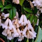 Pandorea pandorana പുഷ്പം