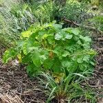 Pelargonium australisLeaf