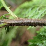 Asplenium hypomelas Blad