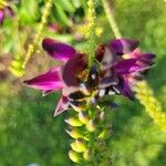 Wisteriopsis reticulata Flor