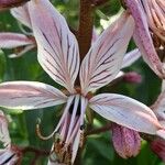 Dictamnus albus Květ
