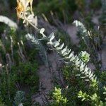 Linaria polygalifolia Buveinė