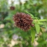 Cedronella canariensis Fruit