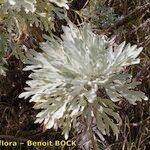 Artemisia gorgonum