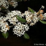 Ceanothus crassifolius Агульны выгляд