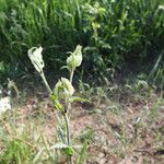 Silene latifoliaপাতা