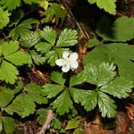 Rubus pedatus Hábito