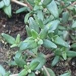 Thymus vulgaris Leaf