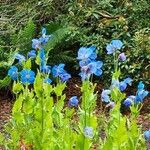 Meconopsis grandis Blüte