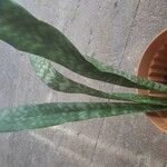 Sansevieria hyacinthoidesपत्ता