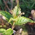 Elsholtzia stauntonii Hoja