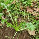 Sonchus asperLeaf