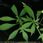 Arisaema tortuosum ശീലം