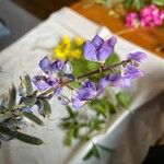 Lupinus formosus Flor
