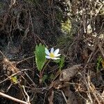 Sanguinaria canadensisFlower