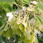 Acer buergerianum Vrucht