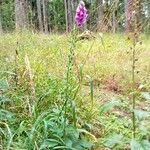 Digitalis purpureaBlomma