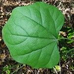 Cocculus carolinus Blad